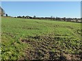 Field of winter cereals