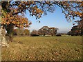 Autumn oak trees