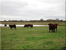 SK7185 : Cattle grazing on landscaped former gravel pits by Jonathan Thacker