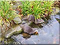 Asian short-clawed Otters, London Wetland Centre