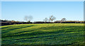 Grassed field with tree shadows