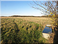 Path to Chisbridge Farm