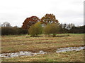 Pond and waterlogged field