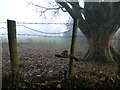 Wire fence, Moylagh