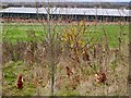TA0458 : Chicken farming near Nafferton by Paul Harrop