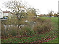 The  pond  on  Cranswick  Green