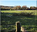 Towards a flock of sheep in a  Michaelston-le-Pit field