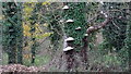 Bracket Fungus and Ivy Vine on old dead tree