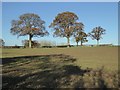 Hedgerow oak trees