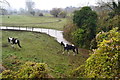Horses by stream below Station Road