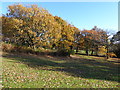 Autumn colours at Hall Place (North)