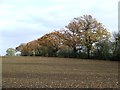 Autumn Trees