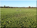 SO5156 : Sheep grazing on Lugg meadows by Philip Halling
