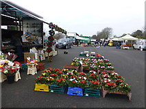 H4374 : Plants for sale, Omagh Variety Market by Kenneth  Allen