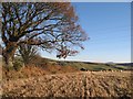 Stubble field with sheep