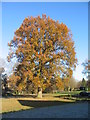 Oak by Honeybourne Close, Nod Rise