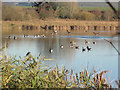 SP9213 : Greylag and Canada Geese on Marsworth Reservoir by Chris Reynolds