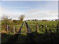 Tracks in a field, Raneese