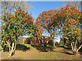 Trees and Housing, Greenwood