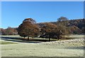 SK2670 : A frosty morning in Chatsworth parkland  by Graham Hogg