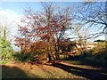 A memorial tree