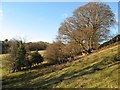 Footpath to Pant-y-carw