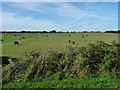 SJ4735 : Cattle grazing, east of Bettisfield by Christine Johnstone
