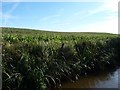 Maize to the horizon, west of Bettisfield