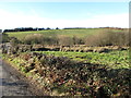 Marshy inter-drumlin hollow alongside Sheeptown Road