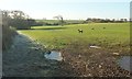 Sheep near West Aylescott