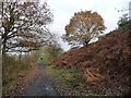 Trans Pennine Trail, below Simons Way, Wombwell