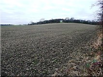 SE3804 : Public footpath across a bean field by Christine Johnstone