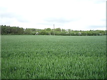 TL5954 : Crop field towards Spikehall Plantation by JThomas