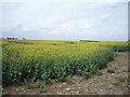 Oilseed rape crop near Underwood Hall