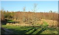 Young woodland near Seckington