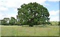 TQ5145 : Oak tree by N Chadwick