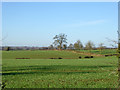 View across fields west of Greens Norton