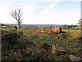 Fallen tree on the north side of Monks Hill Road