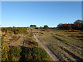 Track leading to Camp Hill Clump