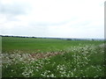 Crop field near Hadrian Stud