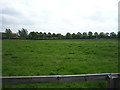 Grazing near Warren Hill House