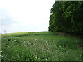 Crop field beside Thrift Covert