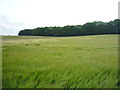 Crop field towards Thrift Covert