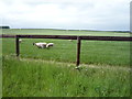 Grazing off Newmarket Road