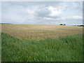 Field, Primrose Hill