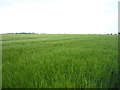 Crop field near Desninghall Grove