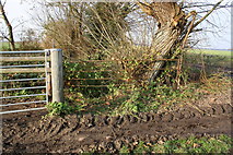 SU4590 : Collapsed culvert beside footpath to Wood's Farm by Roger Templeman