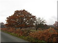 Oak tree and bracken between Moor Lee Lane and the M62