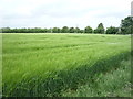 Crop field near Cobb