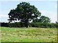 Large tree, south of Brickwalls Farm